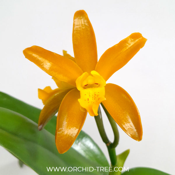 Cattleya Chocolate Drops Chiffon Yellow Orchid Plant - BS