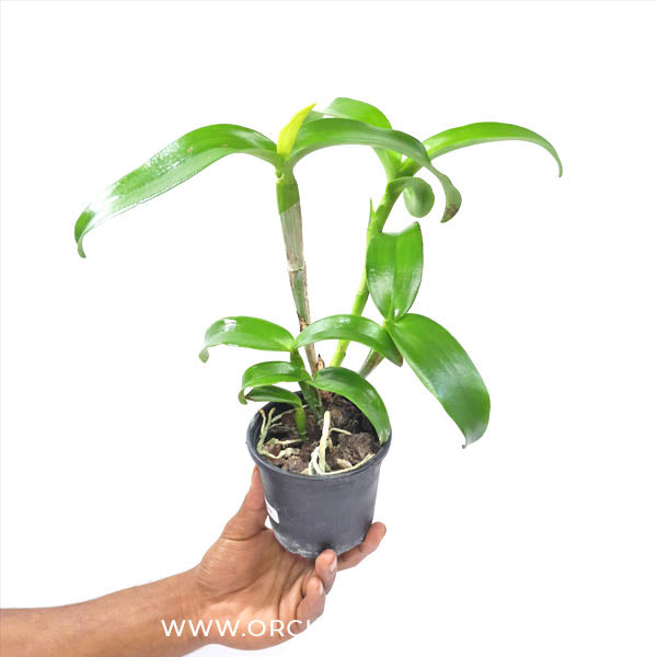 Cattleya Chocolate Drops Chiffon Yellow Orchid Plant - BS