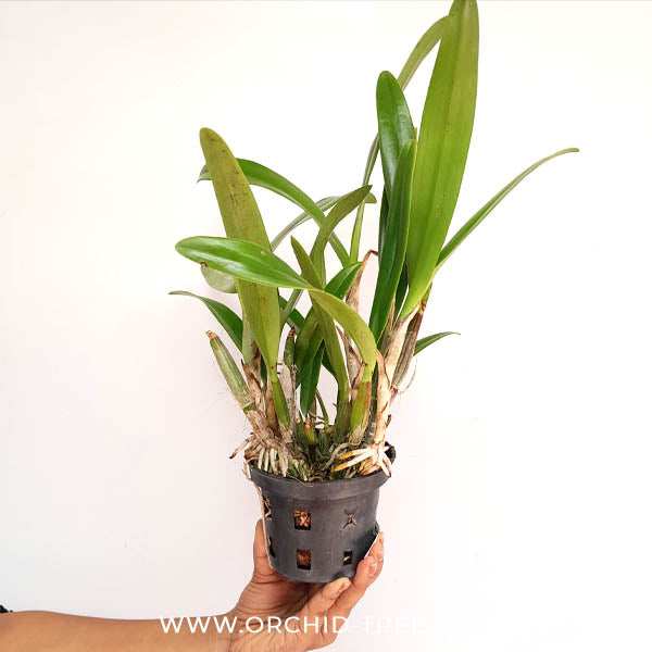 Cattleya (Lc.) Chocolate Drops X Encyclia phoenicea Orchid Plant - BS