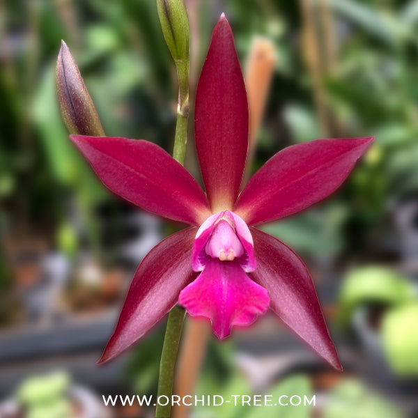 Cattleya (Lc.) Chocolate Drops X Encyclia phoenicea Orchid Plant - BS