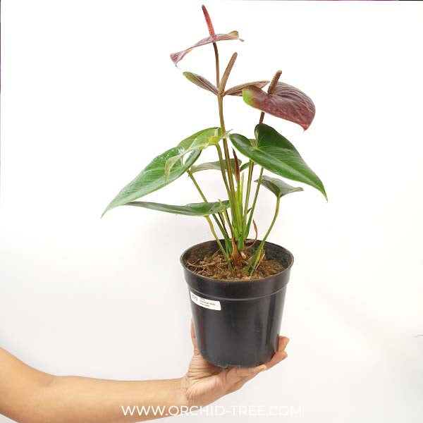 Anthurium Dark Chocolate - FF