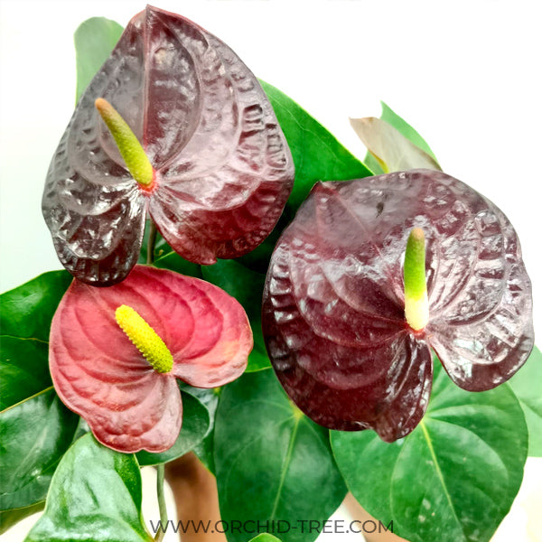 Anthurium Dark Chocolate - FF