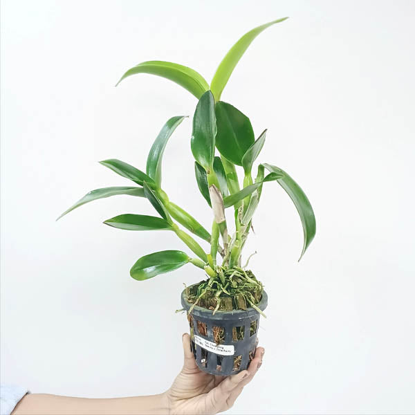 Cattleya (Rth.) Chomyong Fairy Orchid Plant - BS