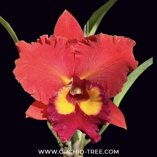 Cattleya (Rlc.) Chonburi Red Orchid Plant - BS