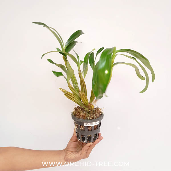 Dendrobium chrysotoxum sp.(Thai) Orchid Plant - BS