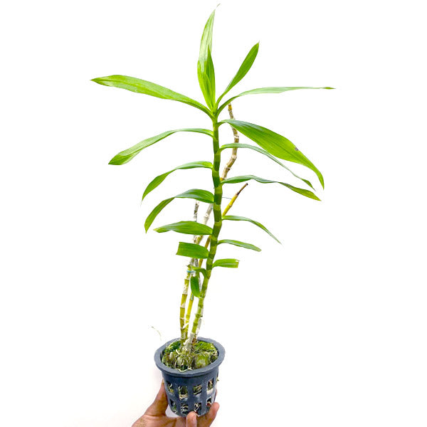 Dendrobium chrysanthum sp. - BS