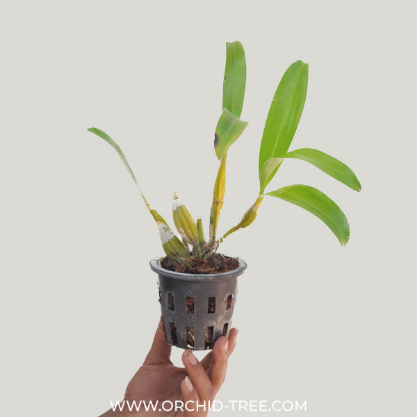 Dendrobium chrysotoxum sp.(Thai) Orchid Plant - FF