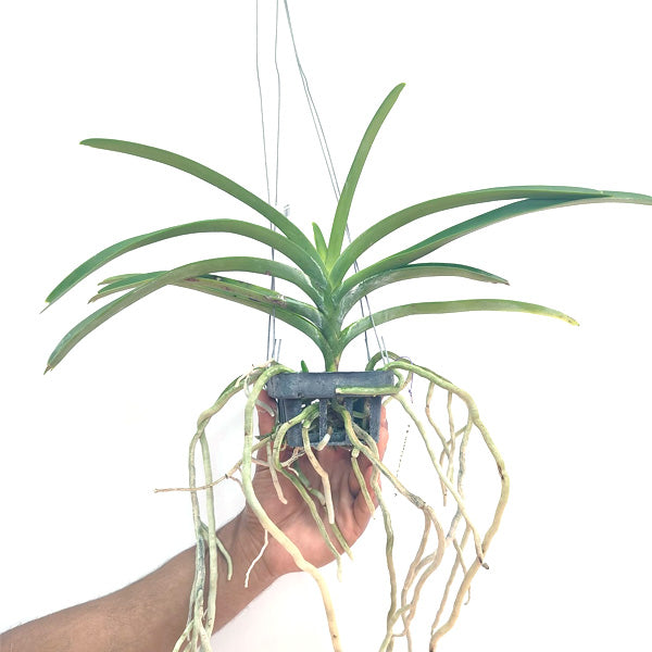 Vanda Parichart Classic # 2 - MS