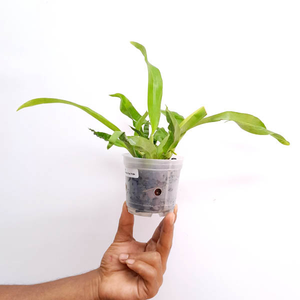 Oncidium Cleo's Pride - BS