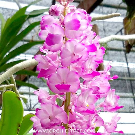 Vanda (Rhys.) coelestis pink sp. Orchid Plant - BS