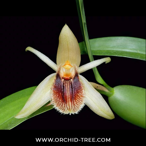 Coelogyne fimbriata sp. Orchid Plant - BS