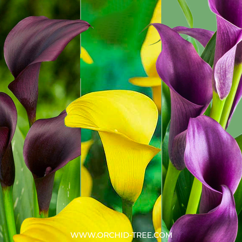 Calla Lilly Black | Yellow | Purple Bulbs - Combo #3