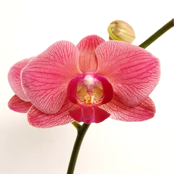 Coral Beauty | Phalaenopsis Orchid Gift