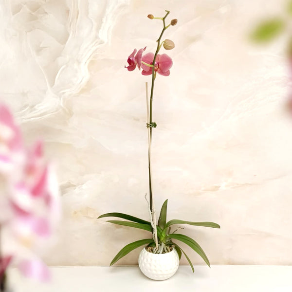 Coral Beauty | Phalaenopsis Orchid Gift