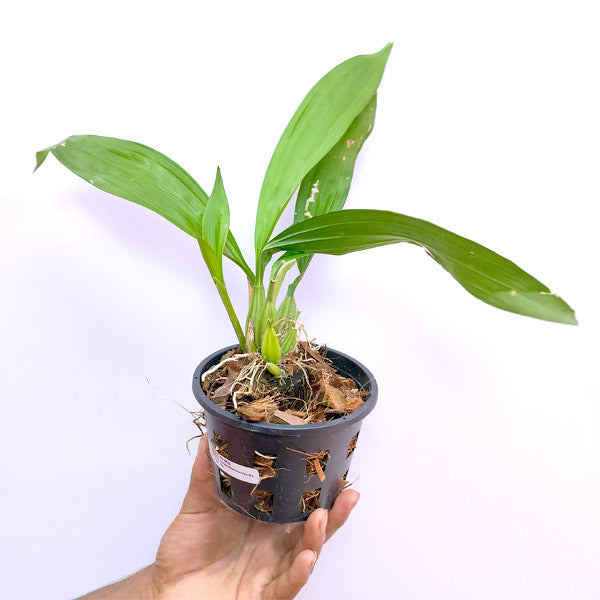 Coryanthes macrantha sp. - BS