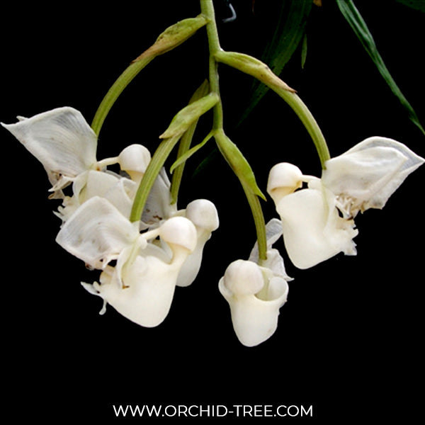 Coryanthes vasquezii 'Colombia' Orchid plant - BS