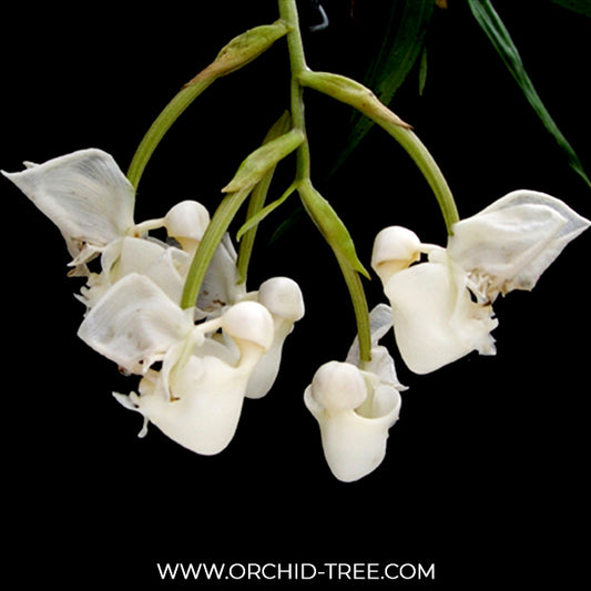 Coryanthes vasquezii 'Colombia' Orchid plant - BS