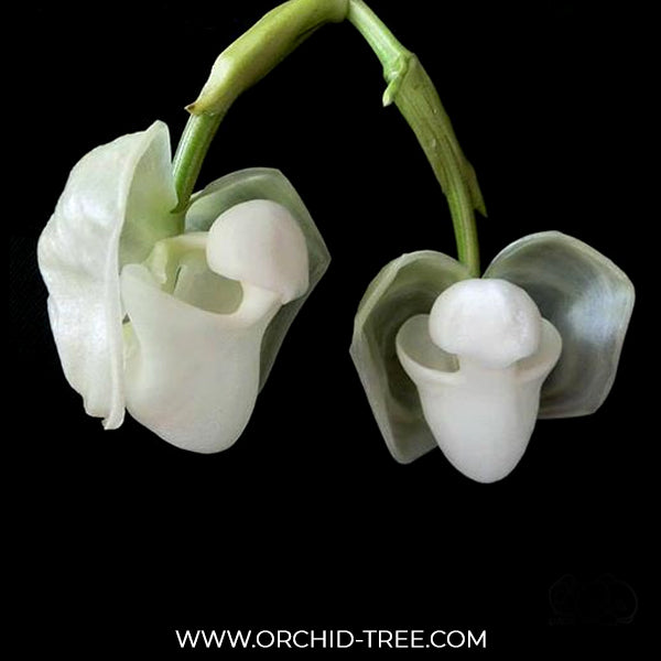 Coryanthes vasquezii 'Colombia' Orchid plant - BS