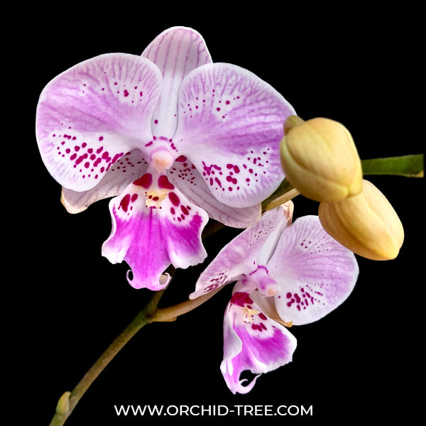 Phalaenopsis Crescent Dancer - FF