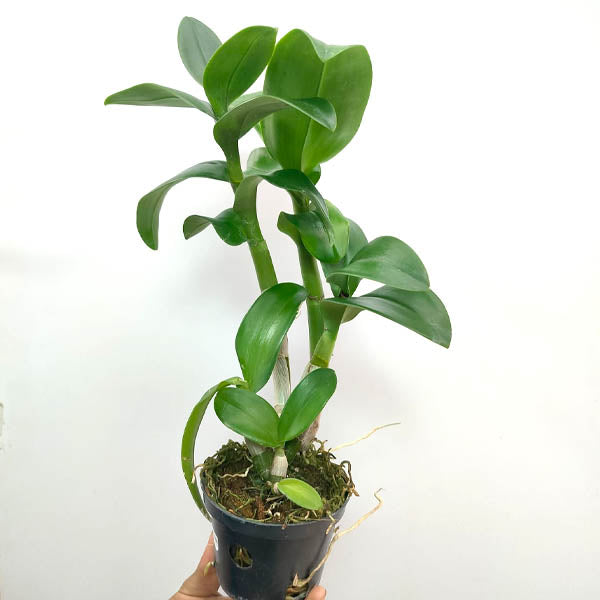 Dendrobium Ginger Bread - BS