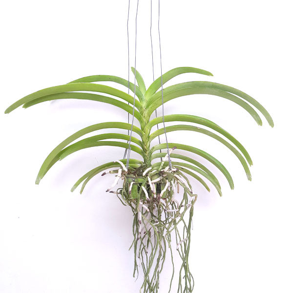 Vandachostylis Crownfox Red Gem Orchid Plant - BS