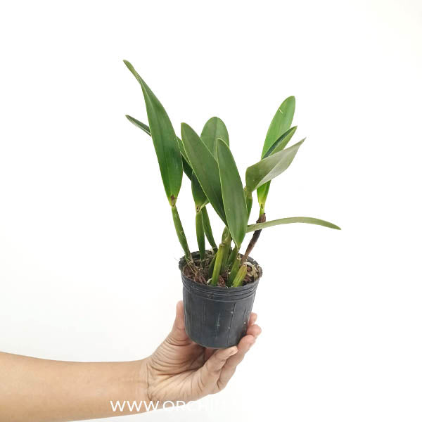 Cattleya (Sc.) Crystelle Smith 'N.R' - Orchid plant (Miniature) - BS