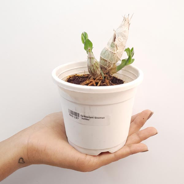 Catasetum Gnomus 'Jumbo' Orchid Plant - BS