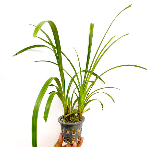 Cymbidium Miss Taipei Unveiled - BS