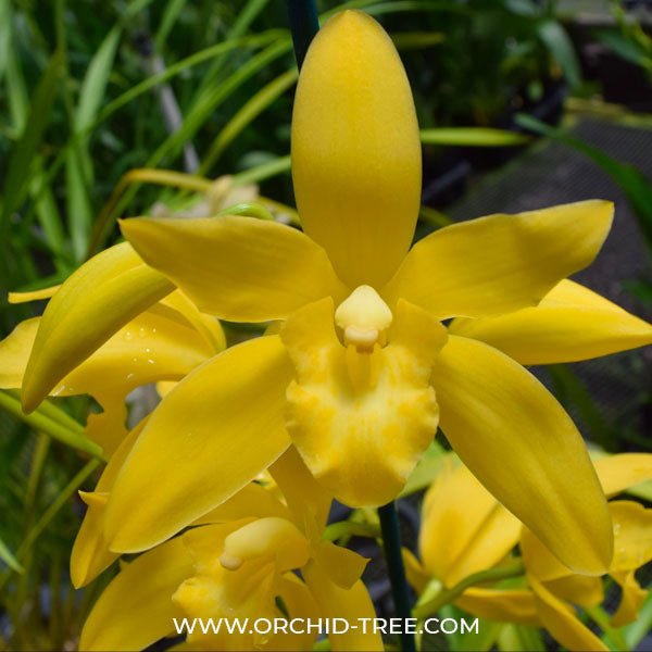 Cymbidium Golden Elf x Golden Vanguard - SS