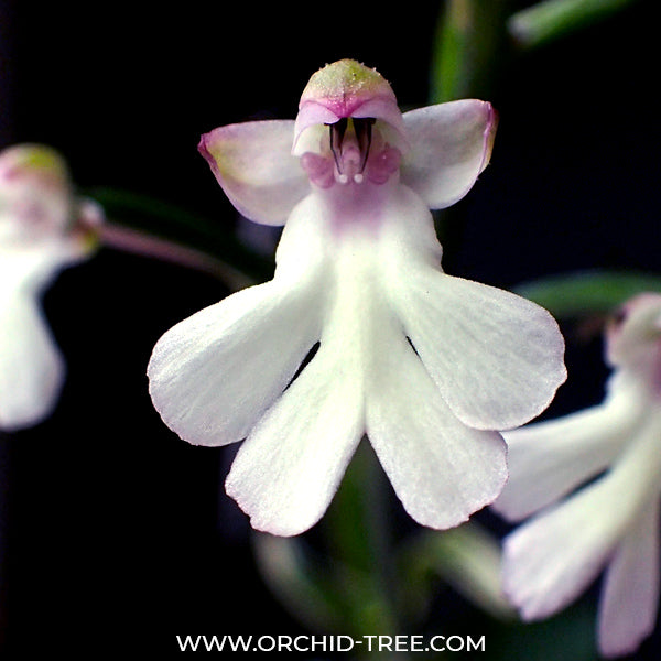 Cynorkis fastigiata sp. - BS