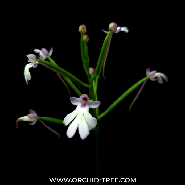 Cynorkis fastigiata sp. - BS