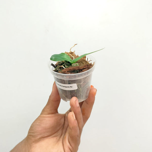 Cynorkis fastigiata sp. - BS