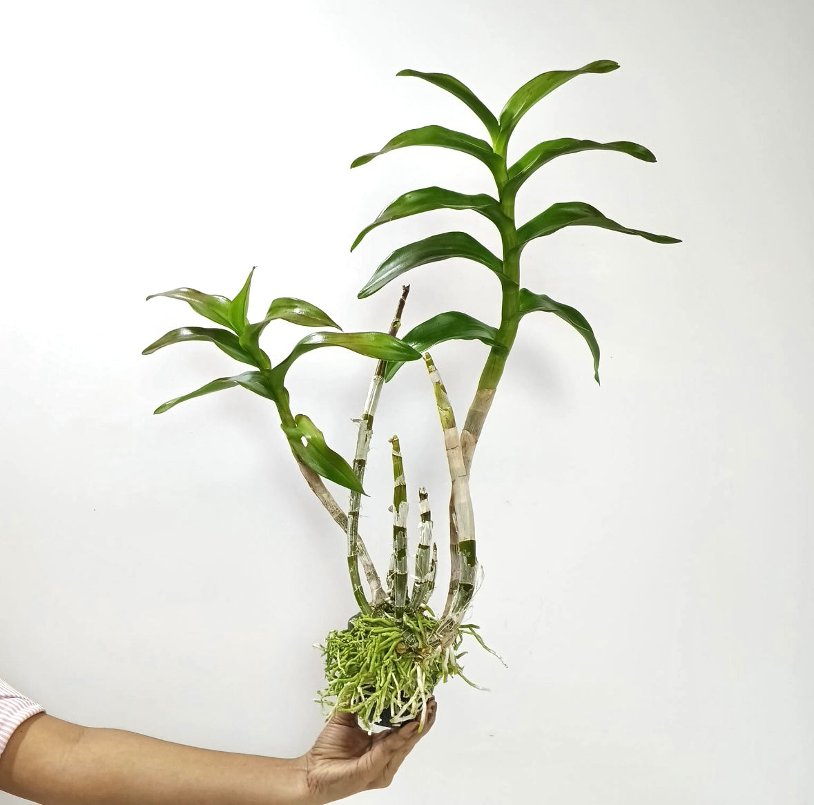 Dendrobium Latte Orchid Plant - BS