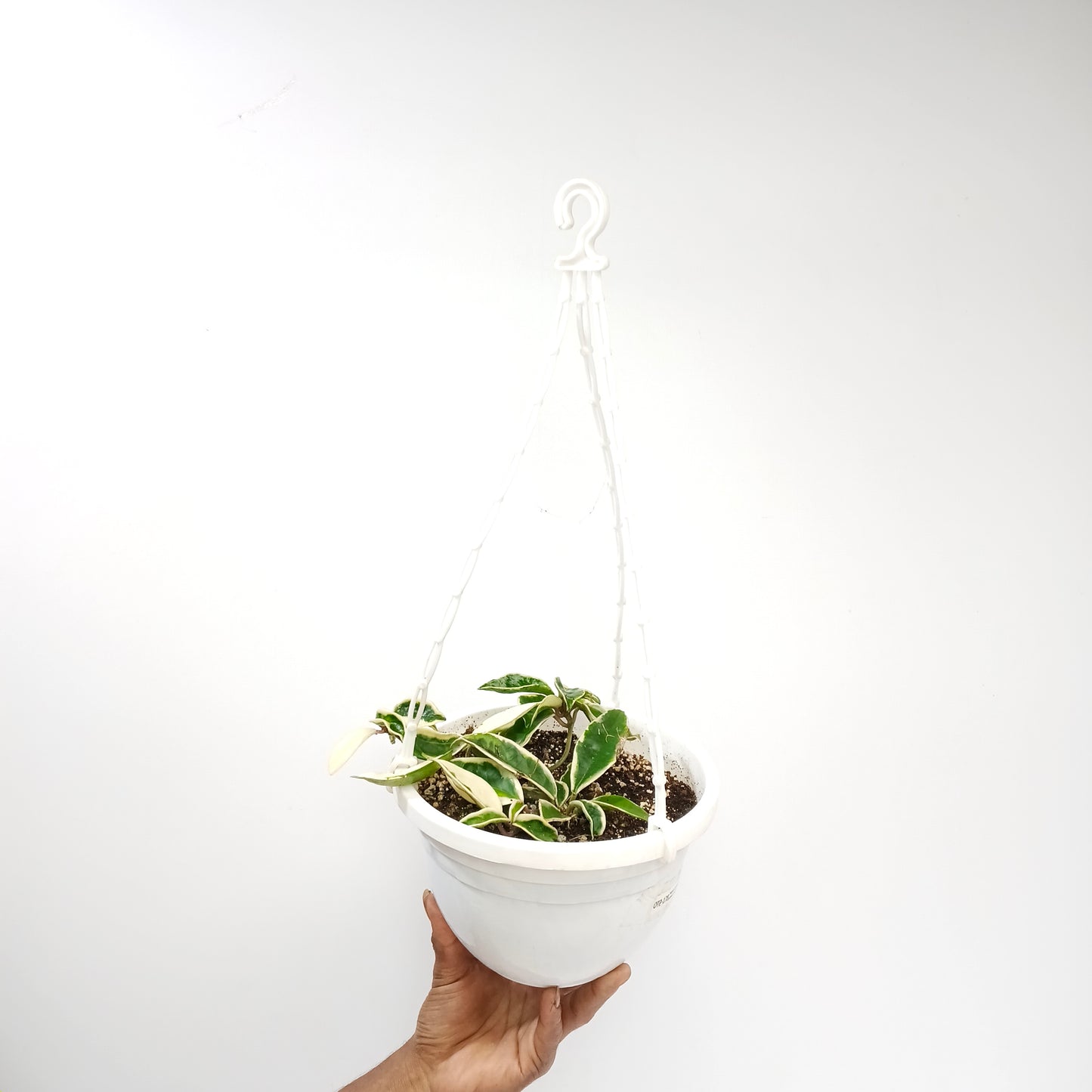 Hoya Carnosa Krimson Queen Variegated Plant - Buy Orchids Plants Online by Orchid-Tree.com