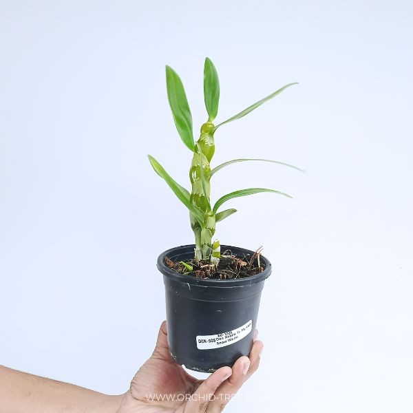 Dendrobium Nobile To My Kids Snow White AM/AOS Orchid Plant - BS