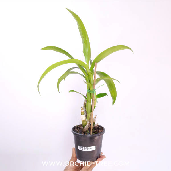 Dendrobium Airy Jumbo Red Orchid Plant - BS