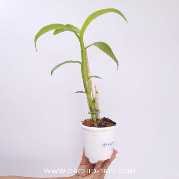 Dendrobium Bom Udomsri X Jac Concert Var. Kanjana Orchid Plant - NBS