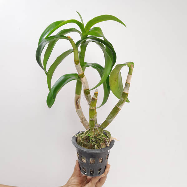 Dendrobium Twisted Blue Orchid Plant - BS
