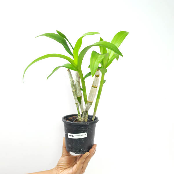 Dendrobium Sarah Beauty Orchid Plant - BS