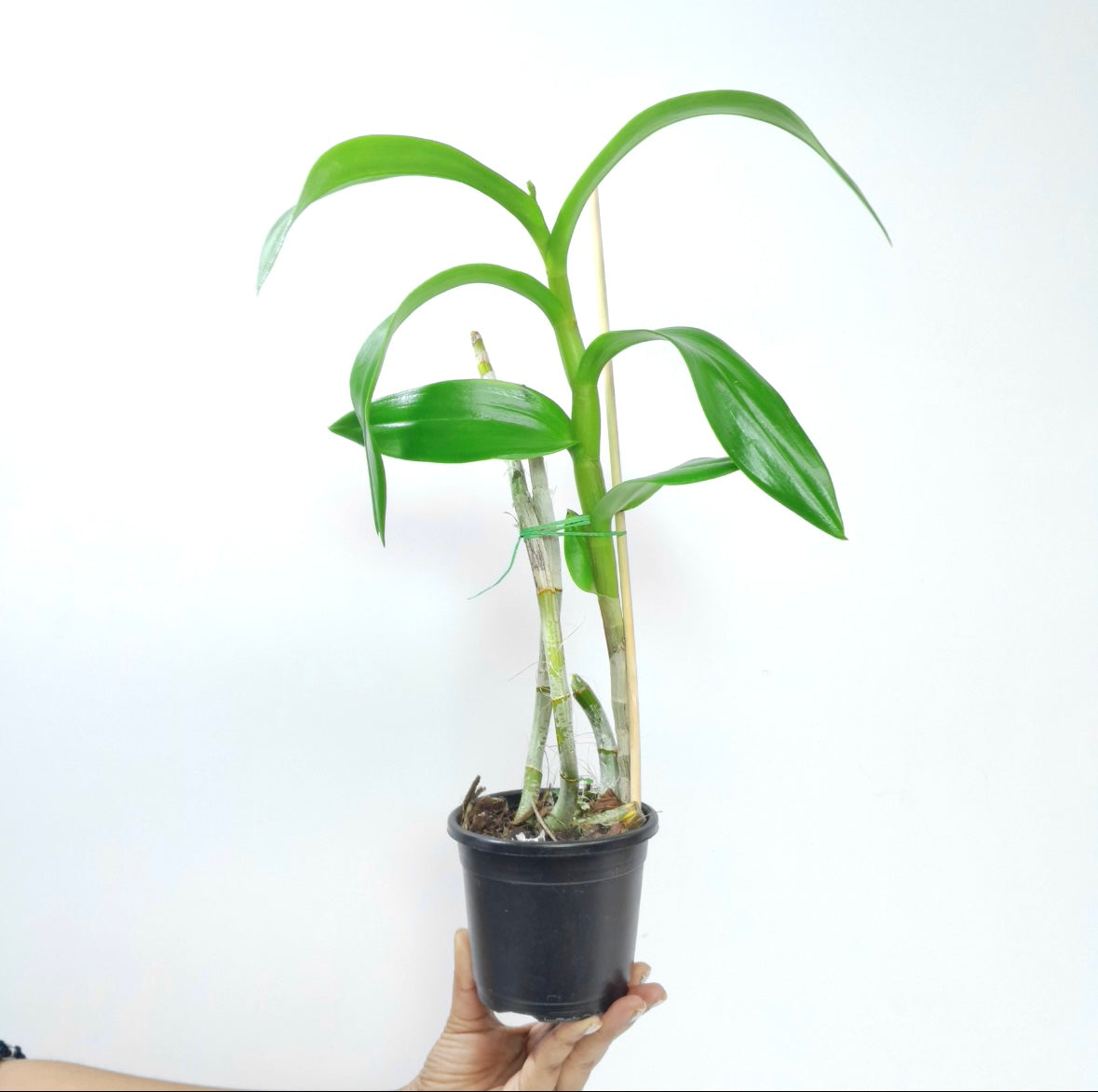 Dendrobium Red Town Orchid Plant - BS