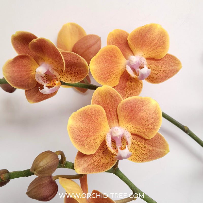 Phalaenopsis Dame Etna - BS