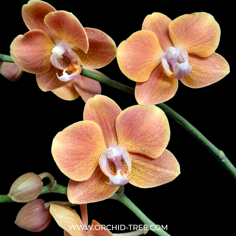 Phalaenopsis Dame Etna - BS