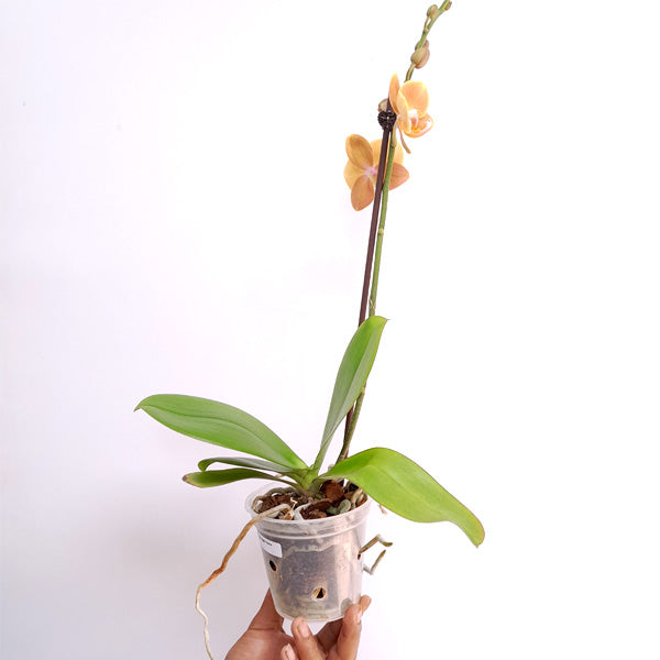 Phalaenopsis Dame Etna - BS