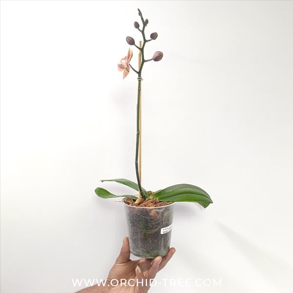 Phalaenopsis Dame Etna Orchid Plant - FF (Emerging Spike)