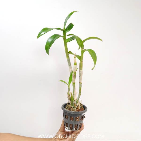 Dendrobium Dragon Pink Orchid Plant - BS