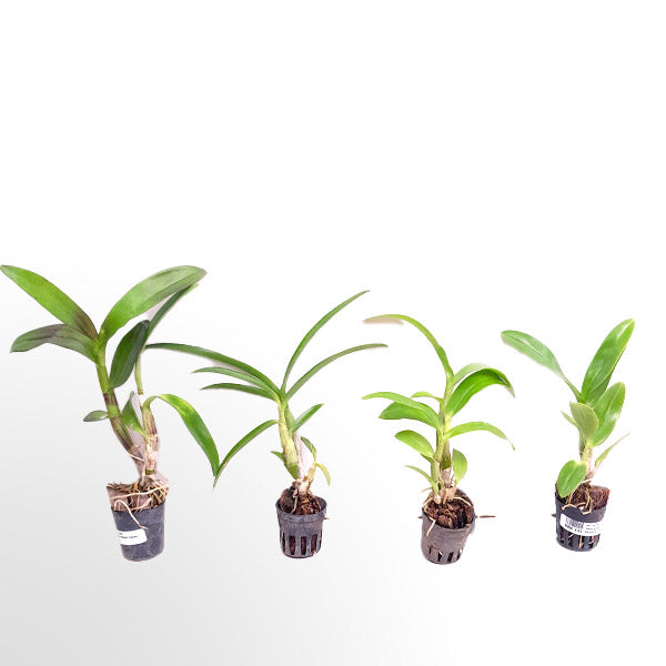 Dendrobium Pack of 4 - #4 - SS (Seedling)