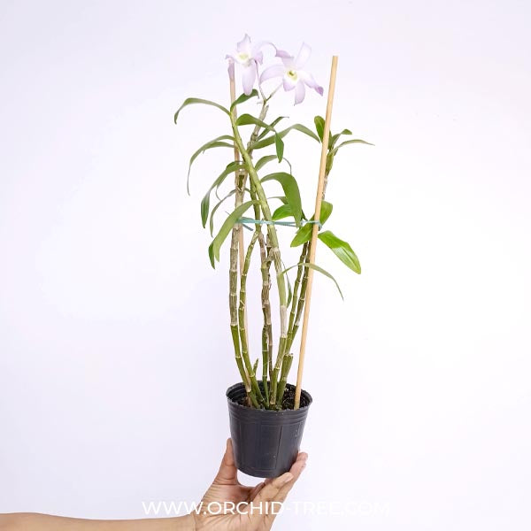 Dendrobium Chunxu Orchid Plant - FF