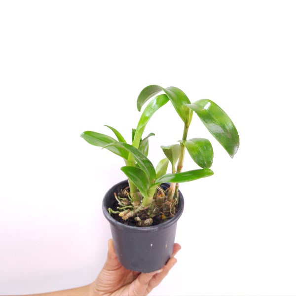 Dendrobium Yellow Pink Lip Orchid Plant - MS
