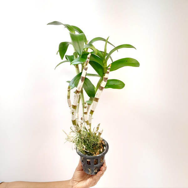Dendrobium Blue #10 Orchid Plant -BS