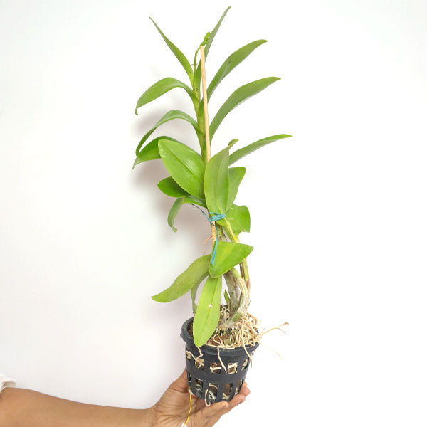 Dendrobium Meesangnil Orchid Plant - BS